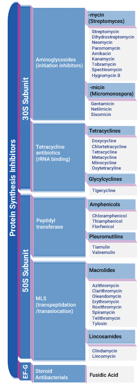 Protein Synthesis Inhibitors